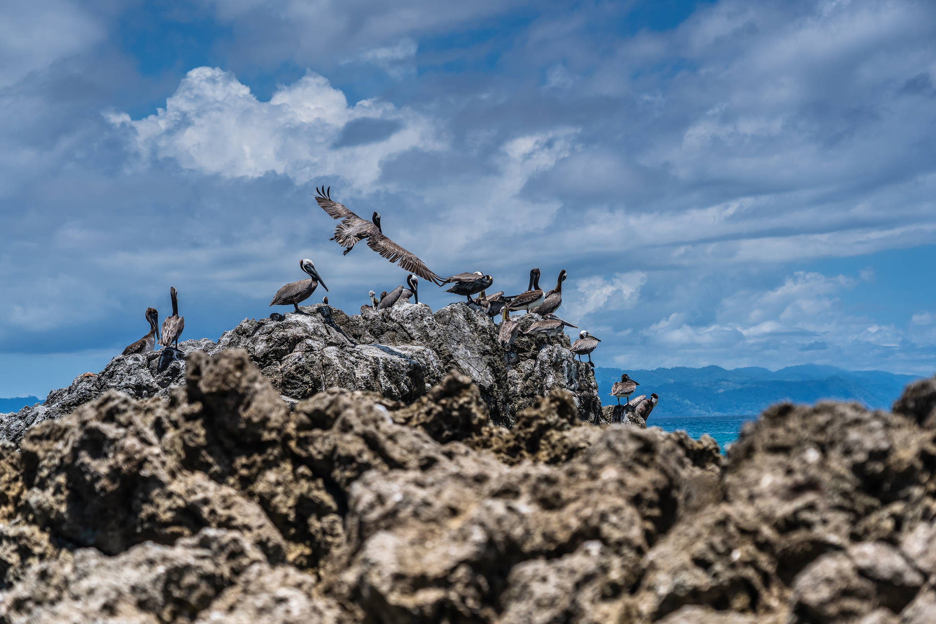 Costa Rica Peruvian Booby Birds