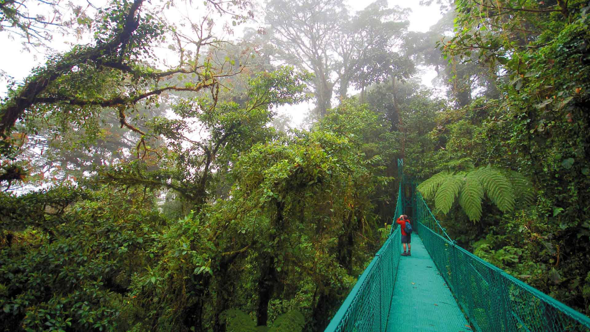 Selvatropical De Costa Rica Fondo de pantalla