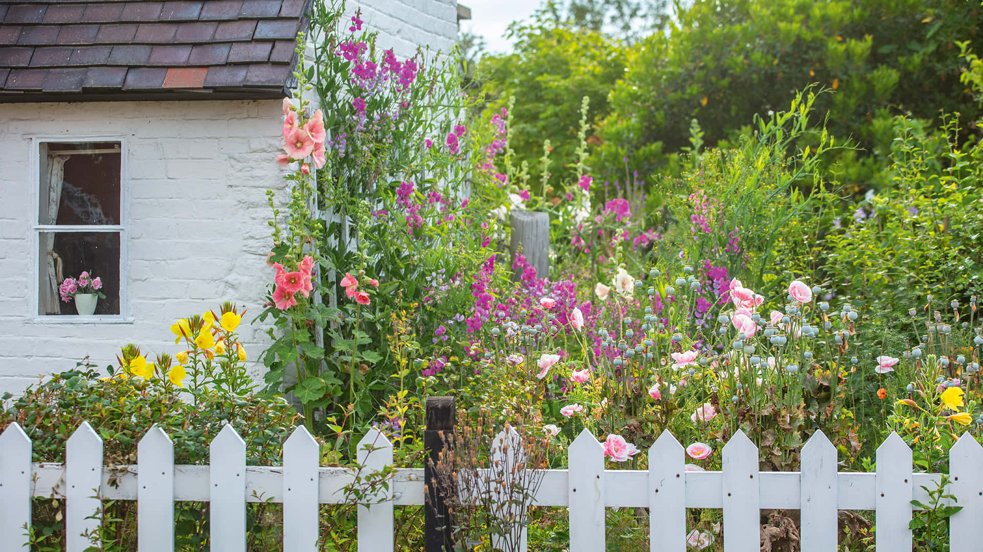 Betoverende Cottage Tuin In Volle Bloei Achtergrond