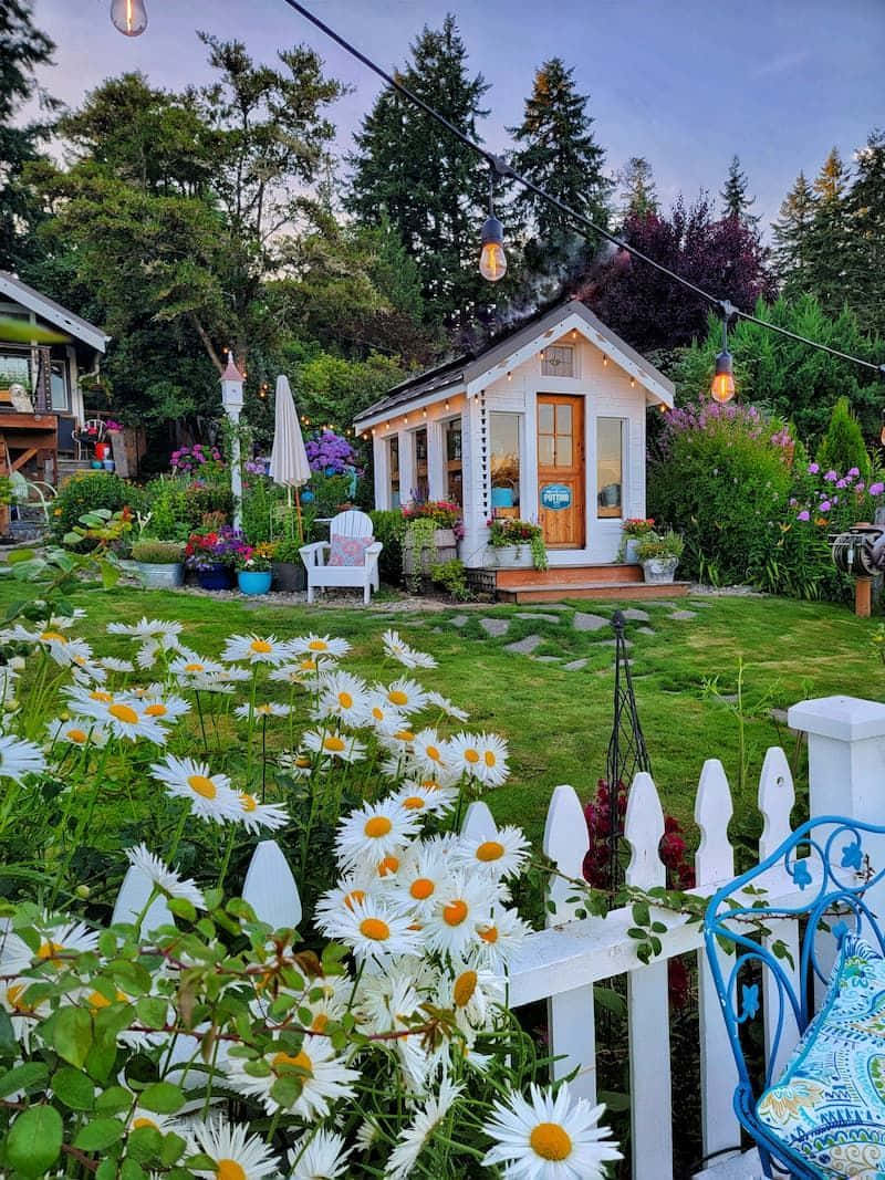 Cottage Cute Daisy Garden House Photography Picture