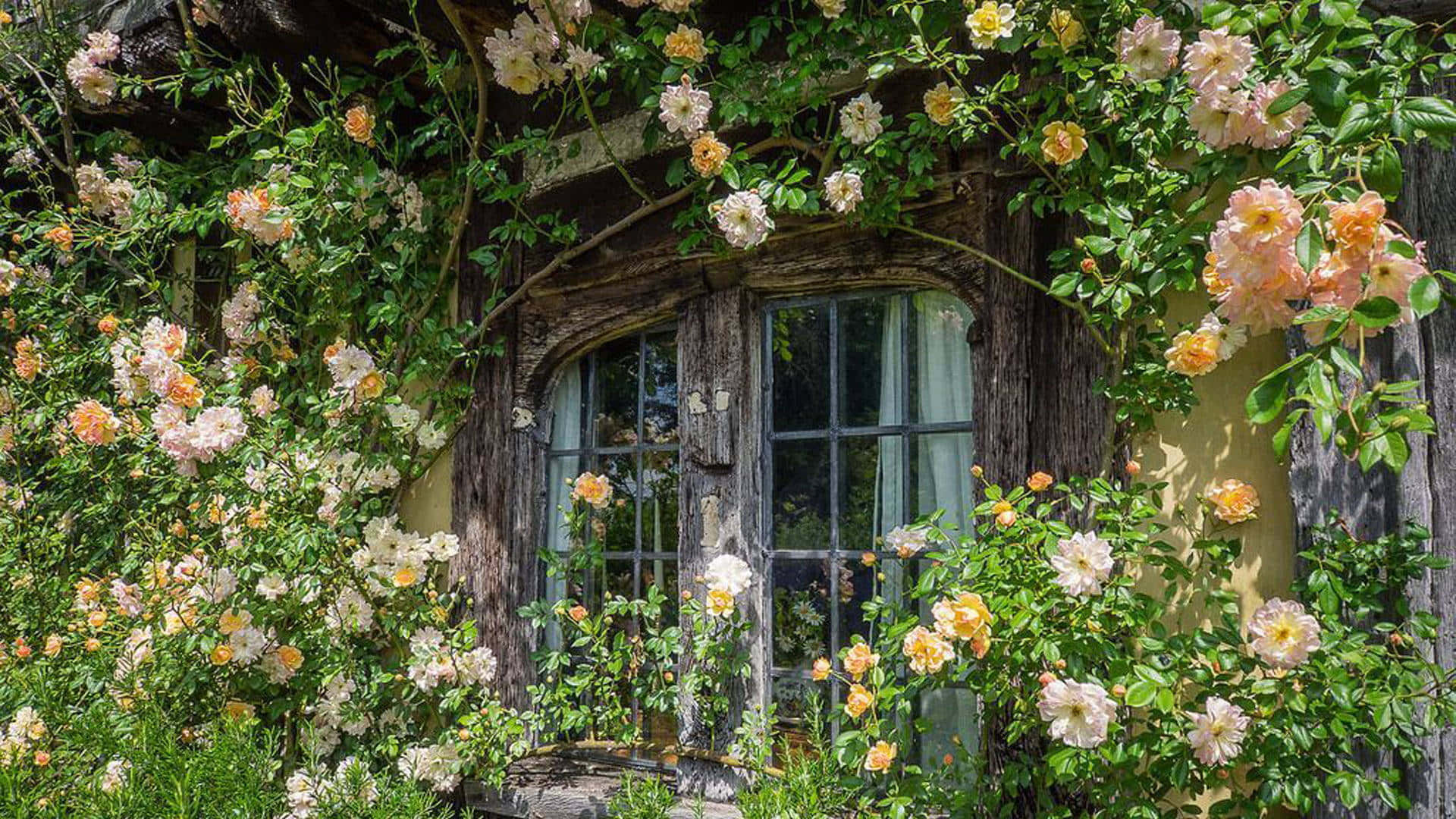 Cottage Rose Garden Window Wallpaper