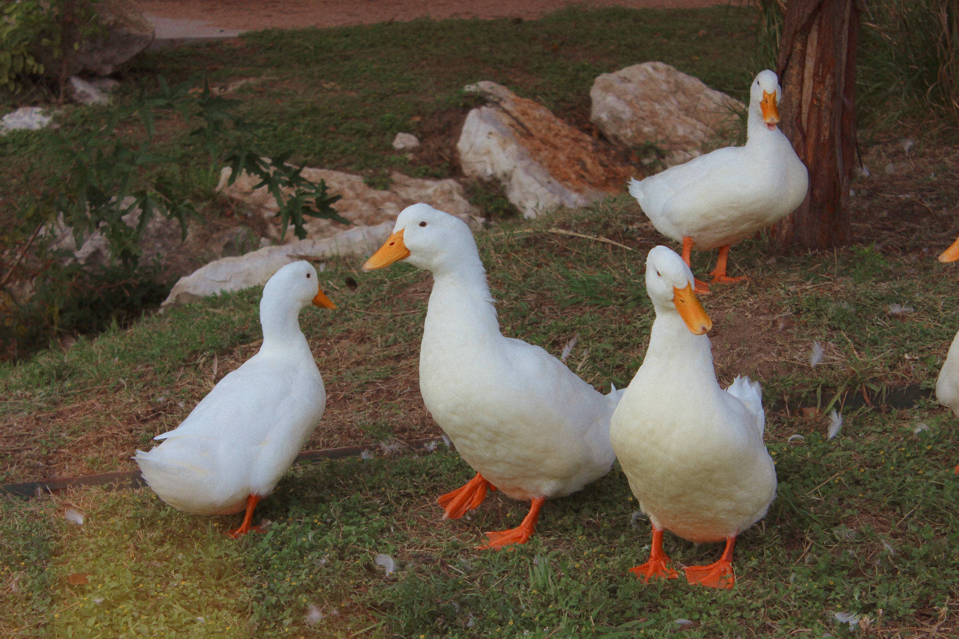 Cottagecare Aesthetic Paddling Of Ducks 