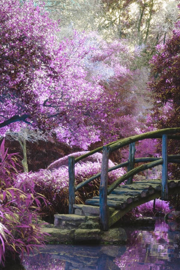 Cottagecore Purple Garden Background
