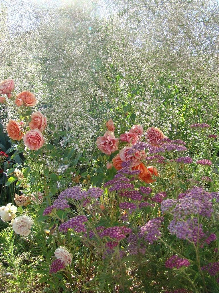 Cottagecore Summer Flowers Background