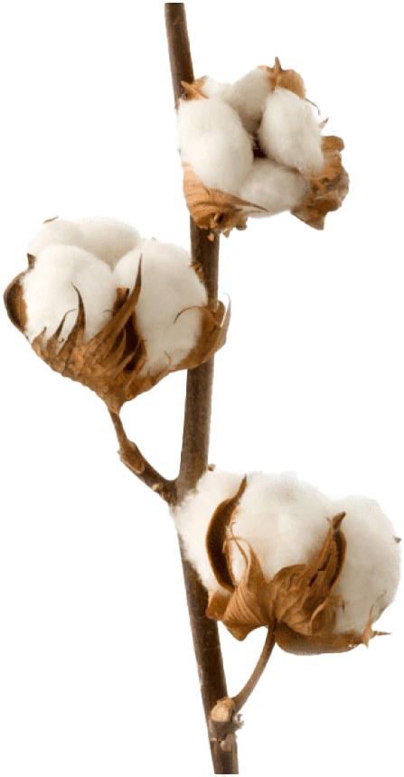 Cotton Boll Branch.png PNG