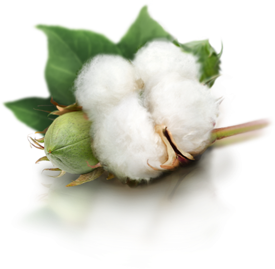 Cotton Boll Reflection PNG
