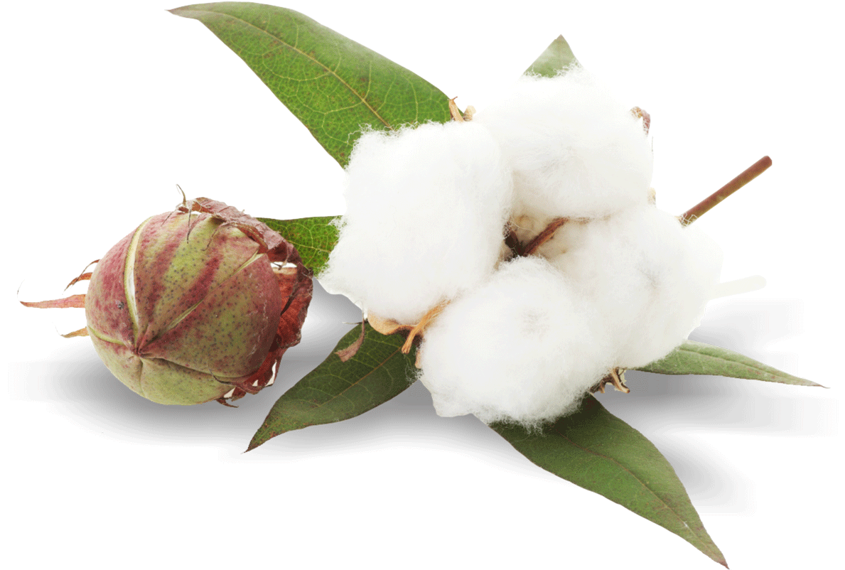 Cotton Bolland Fluff PNG