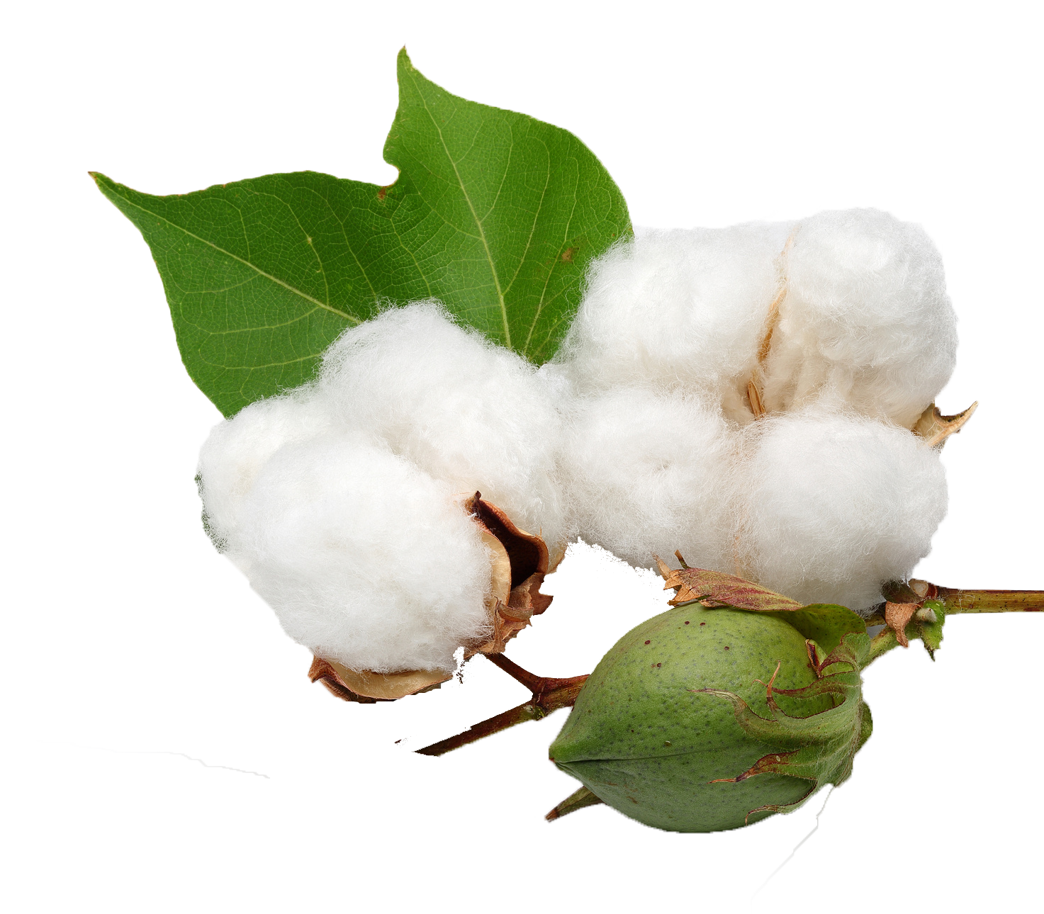 Cotton Bolland Leaf.png PNG