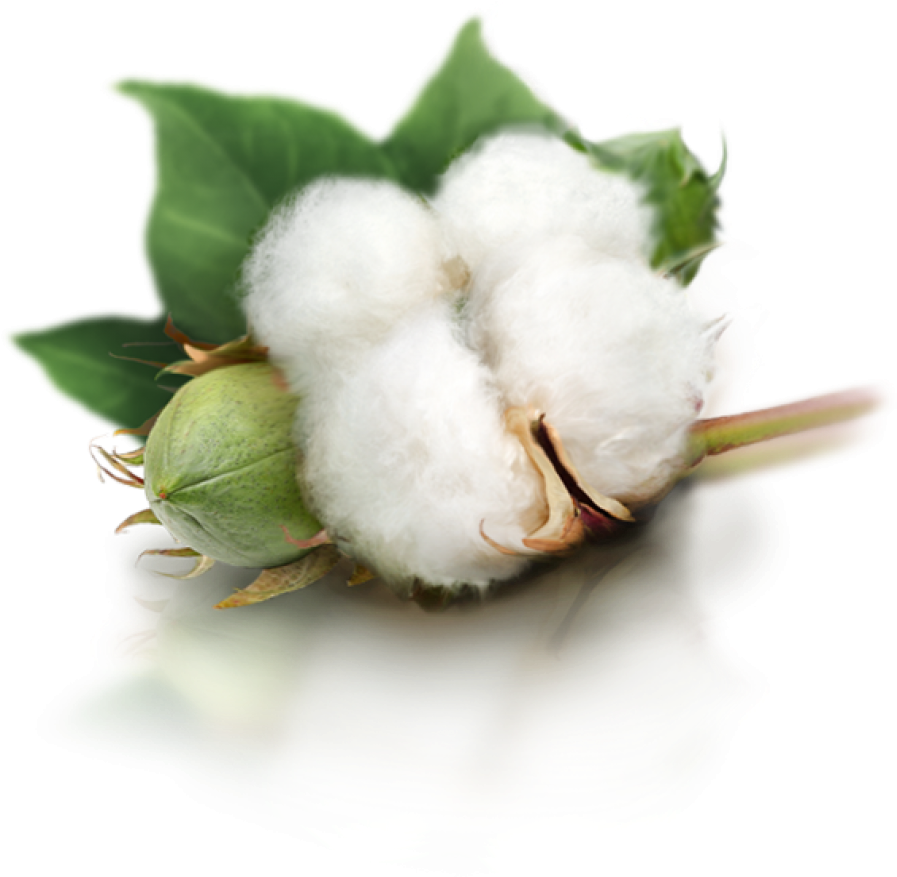 Cotton Bollon Branch PNG