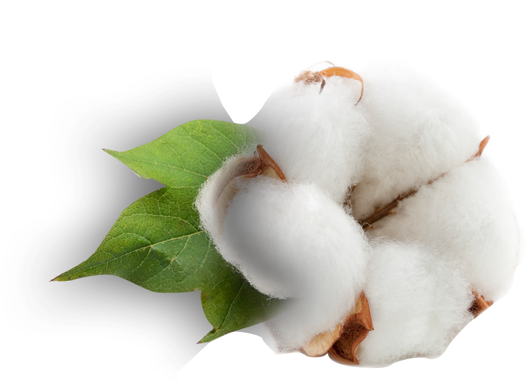 Cotton Bollwith Leaf PNG