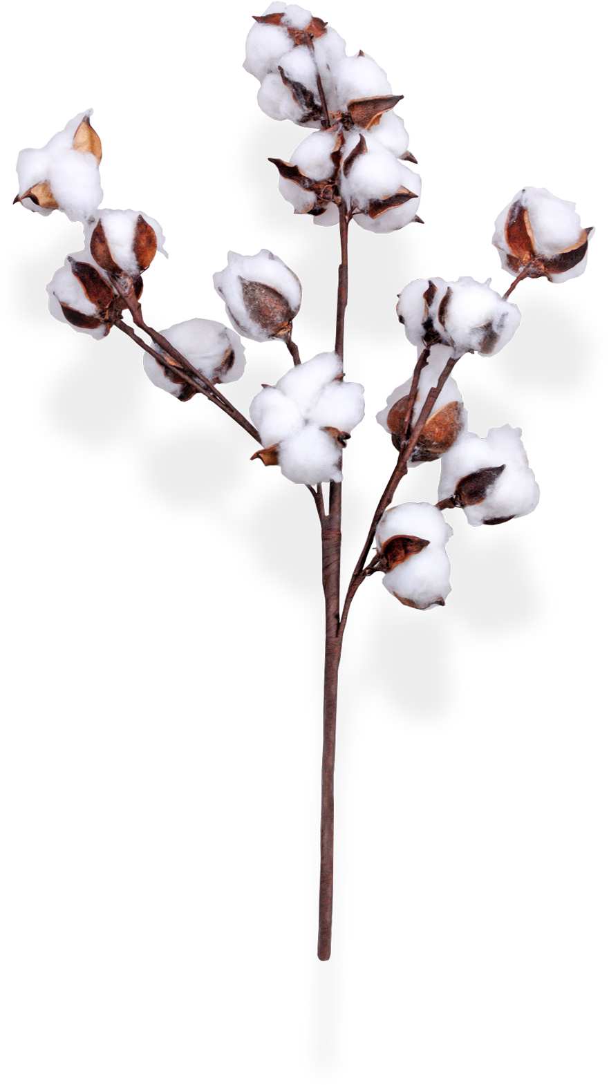 Cotton Branchon Transparent Background PNG