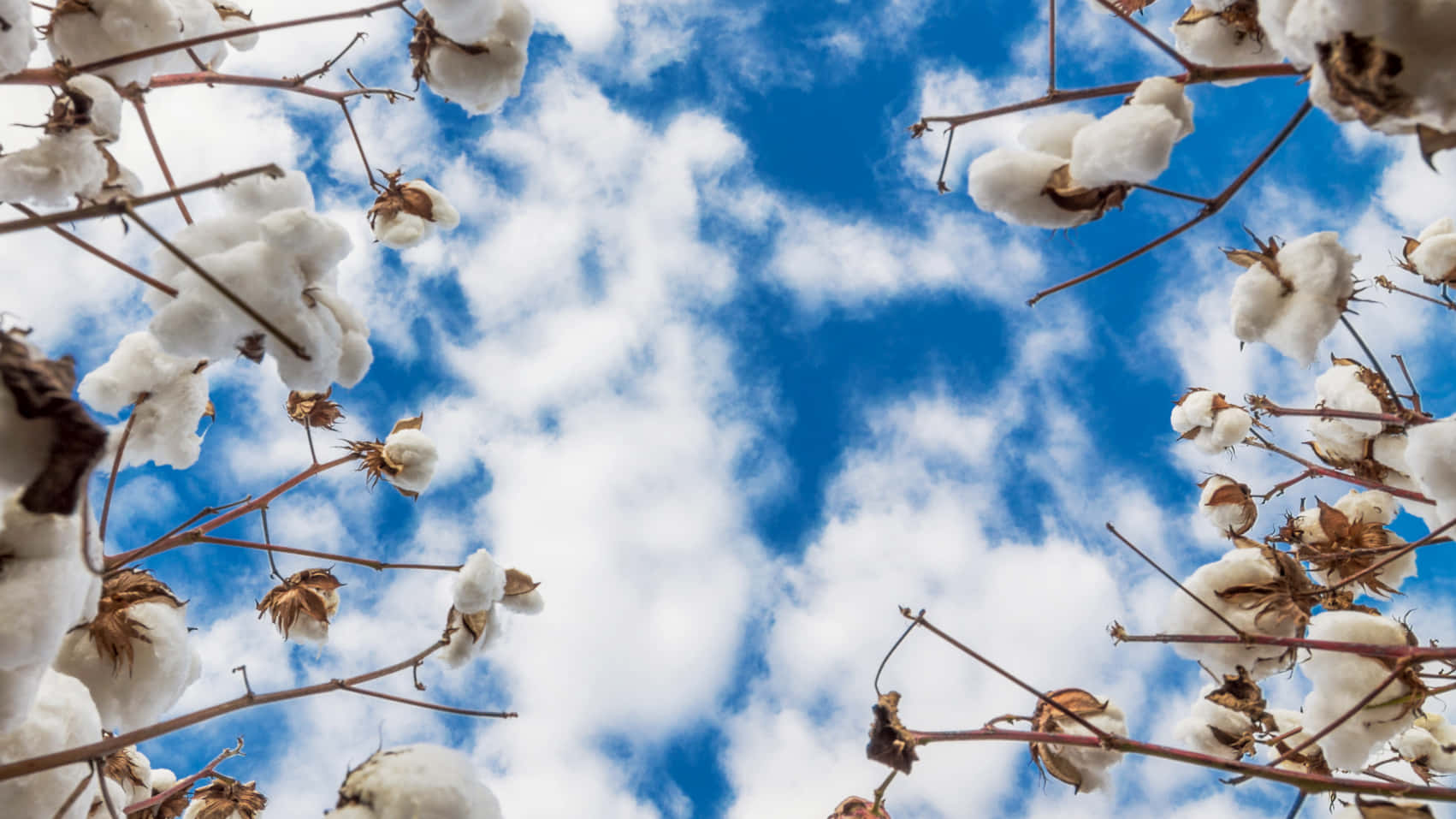 Cotton Field Photos, Download The BEST Free Cotton Field Stock Photos & HD  Images