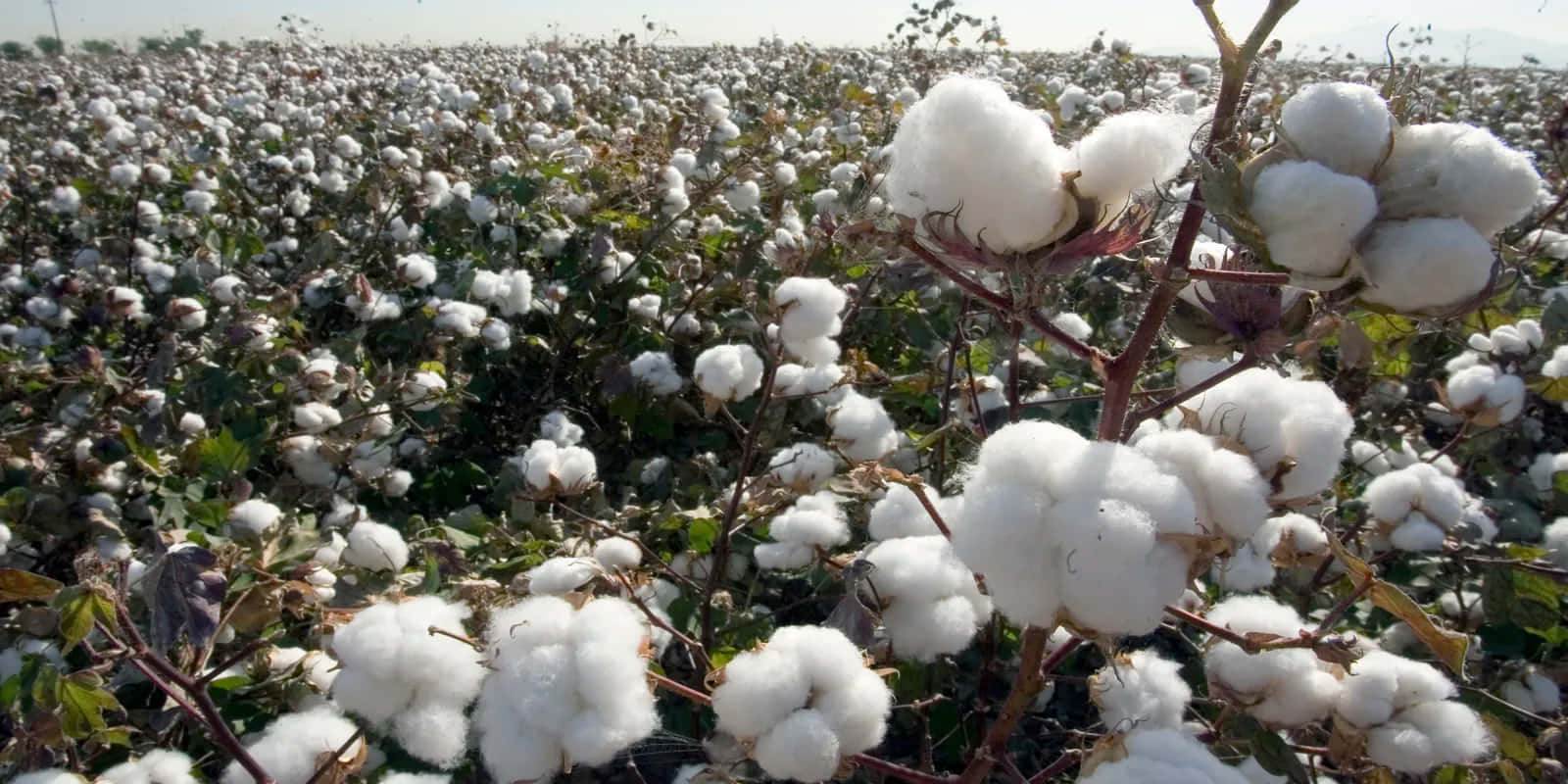 100+] Cotton Field Pictures | Wallpapers.com