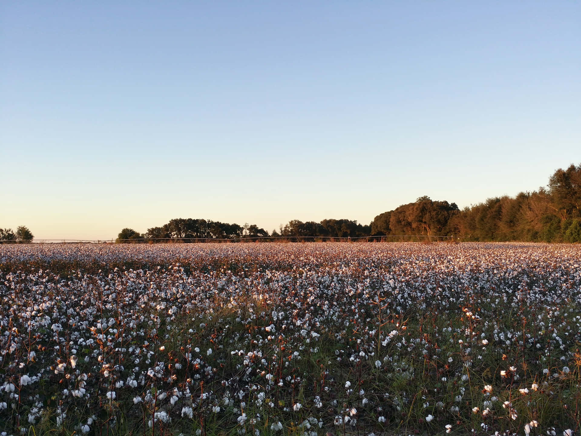 Cotton Field At Sunset