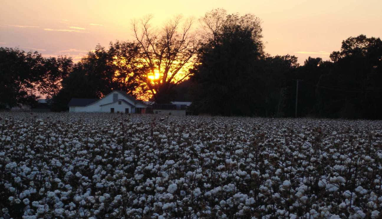 A Beautiful Vast Cotton Field Captured In All Its Summer Splendour