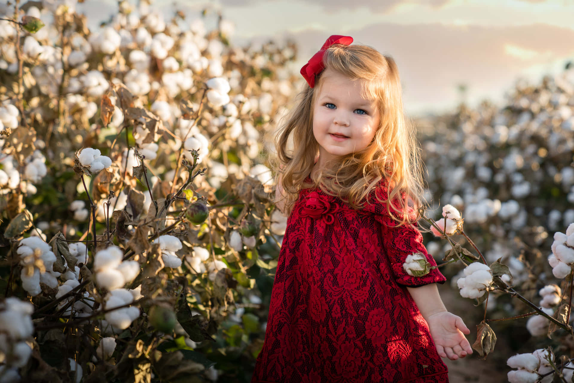 Enjoy the beauty of a tranquil cotton field.