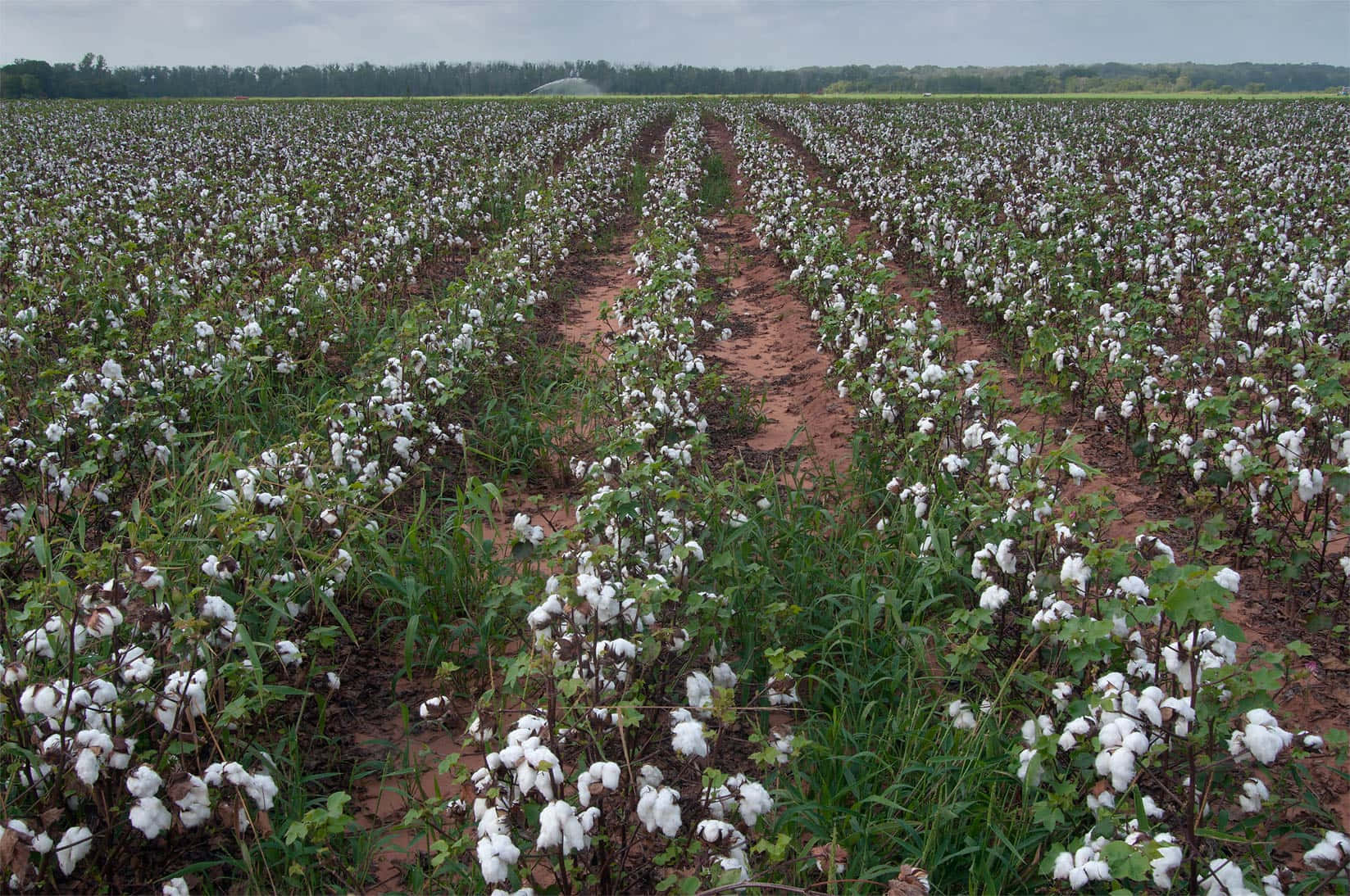 Enjoy the tranquil beauty of a cotton field