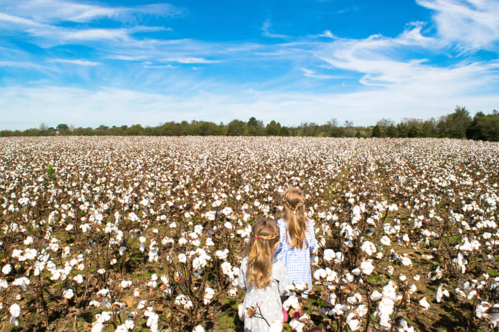 Breath in the freshness of a cotton field