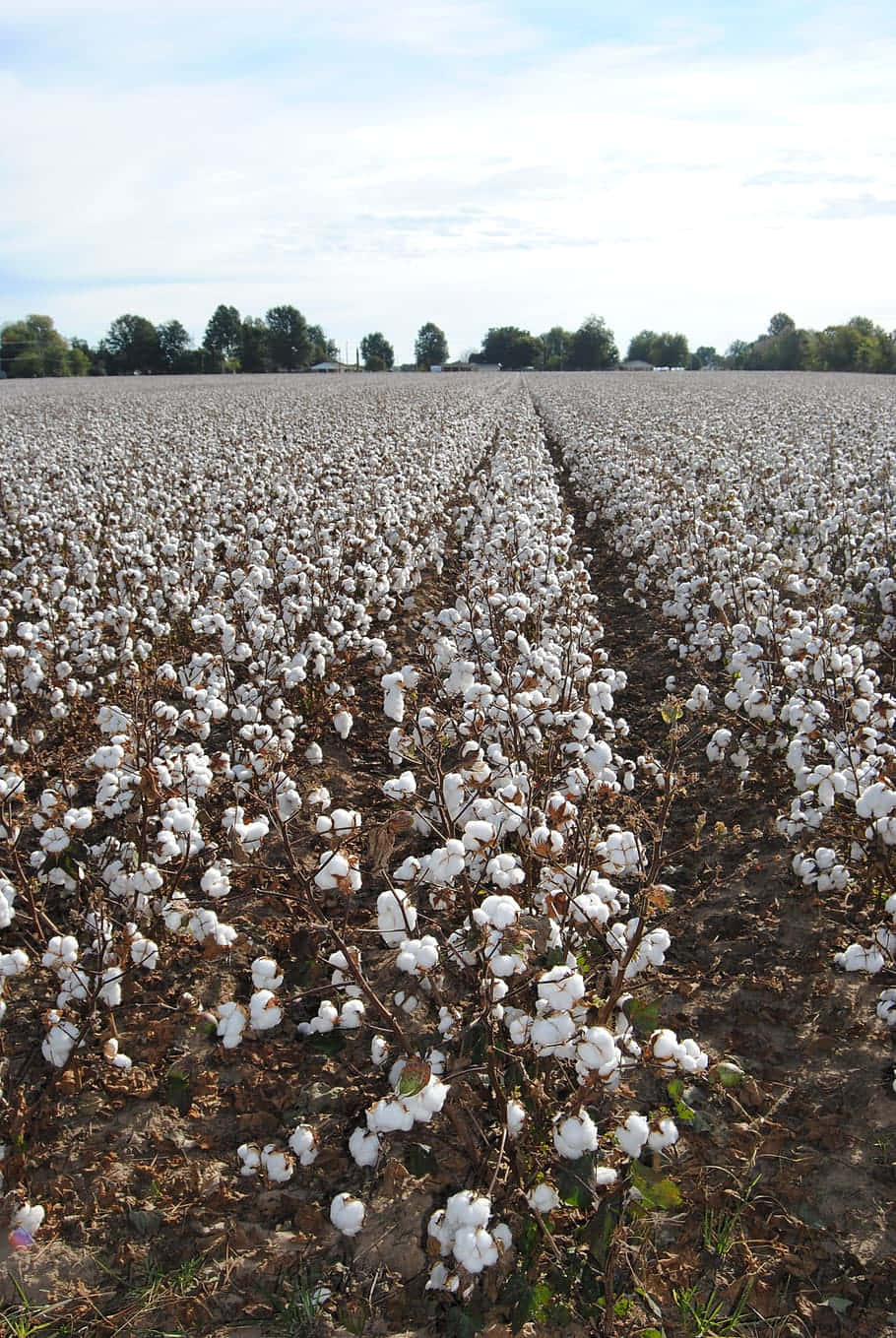 A peaceful scene of a cotton field surrounded by trees