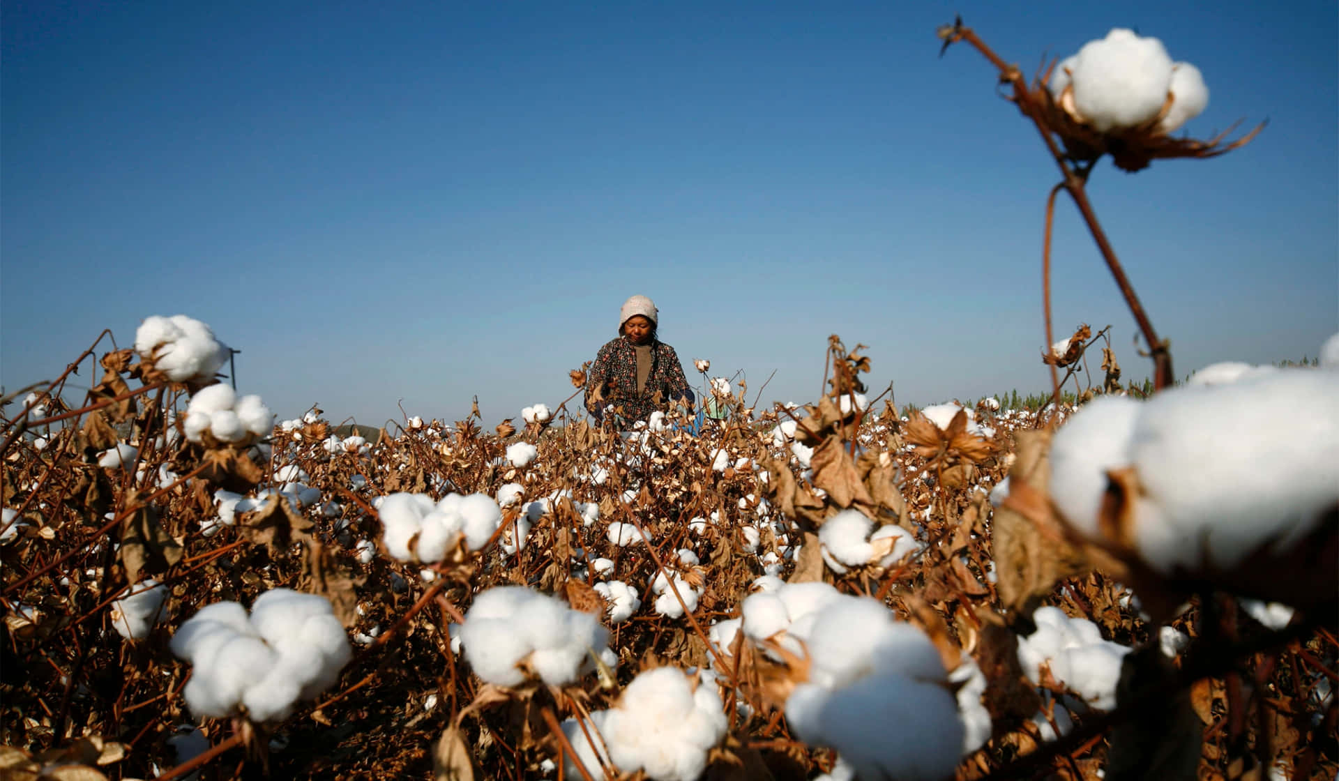 Enjoy the captivating scenery of a sun-dappled cotton field