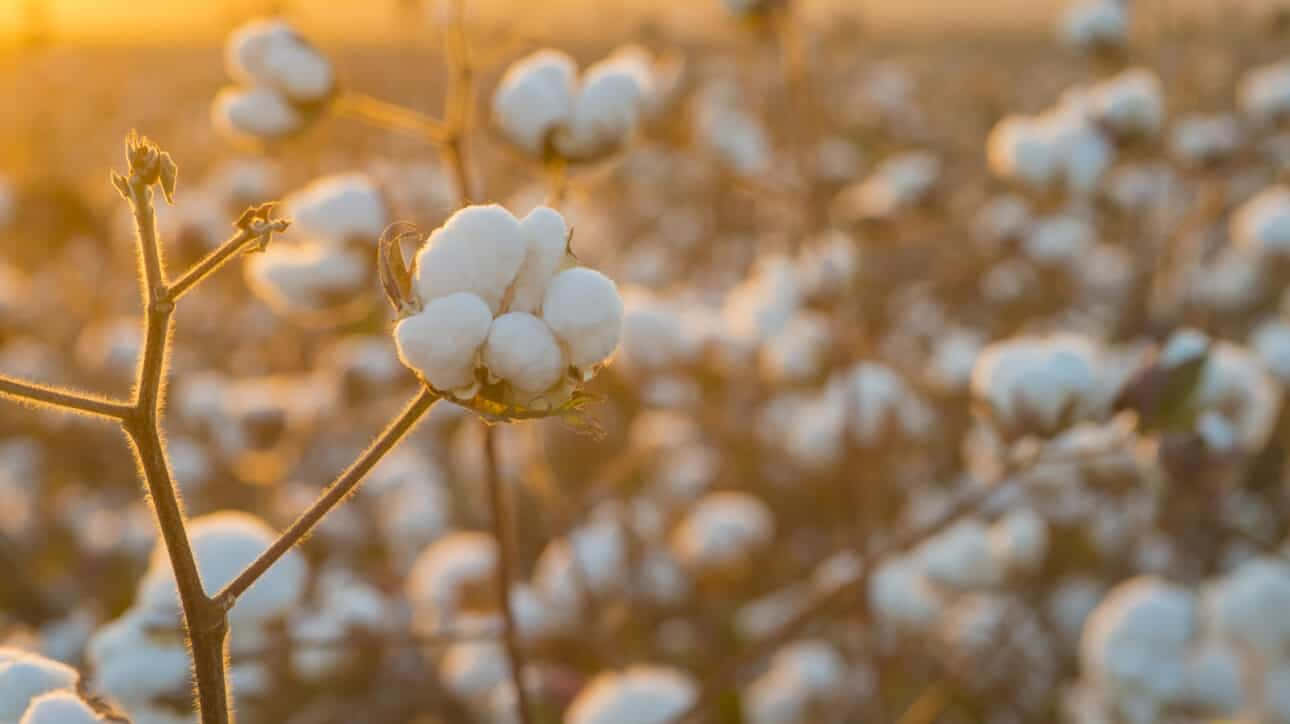 "Breathtaking View of a Cotton Field"
