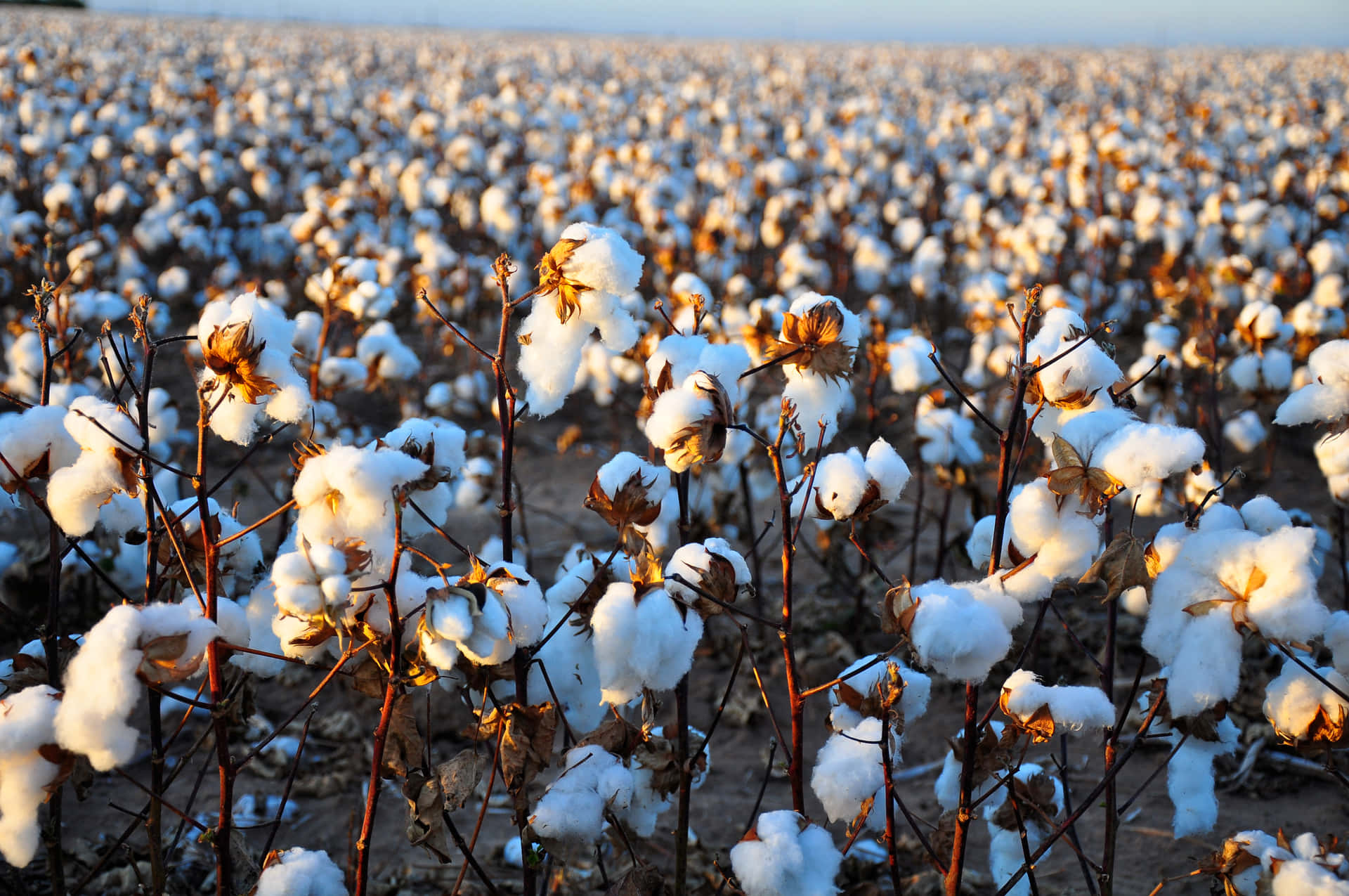 "The Enchanting Beauty of Nature: A Vast Cotton Field"