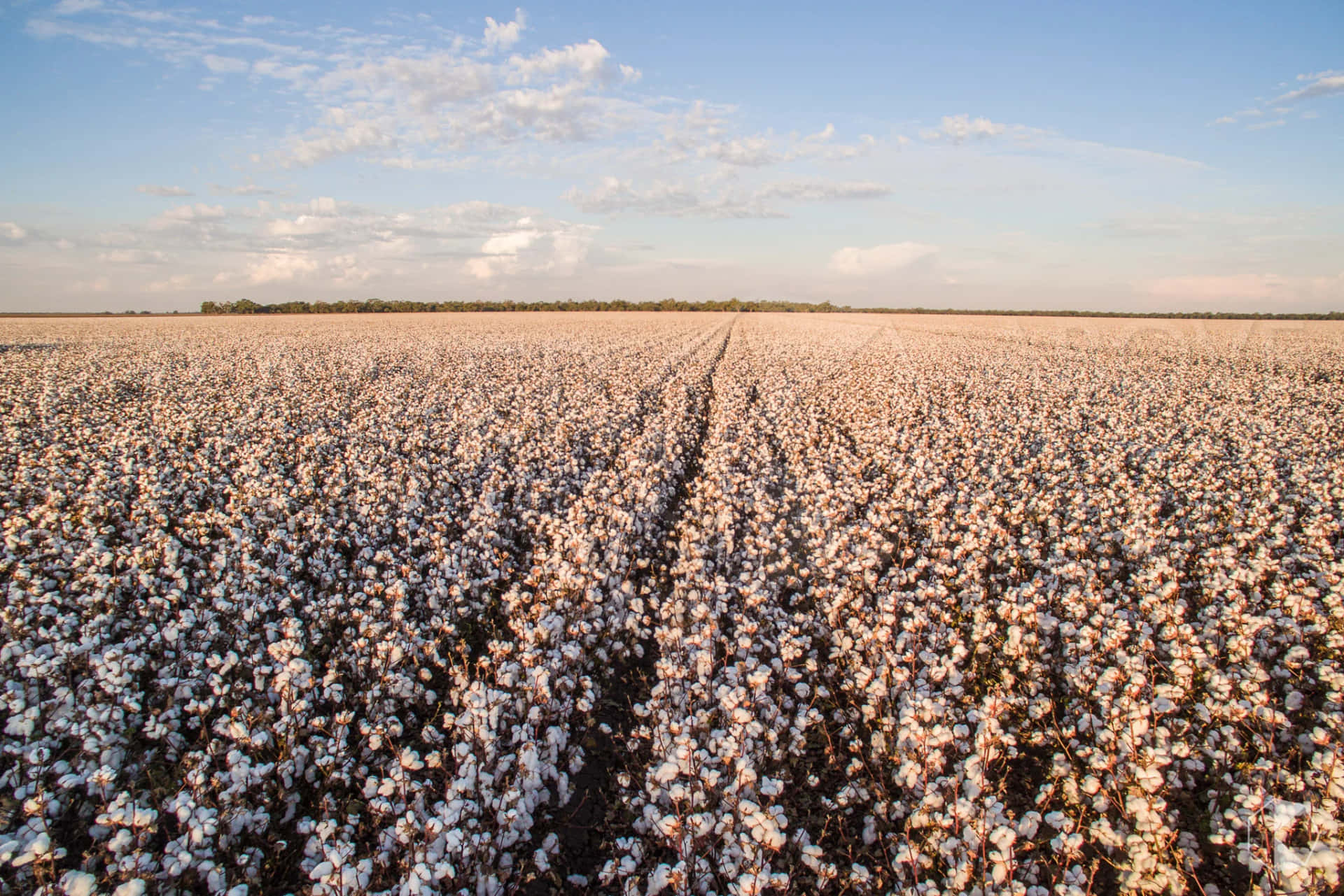 An Aerial View Of A Cotton Field