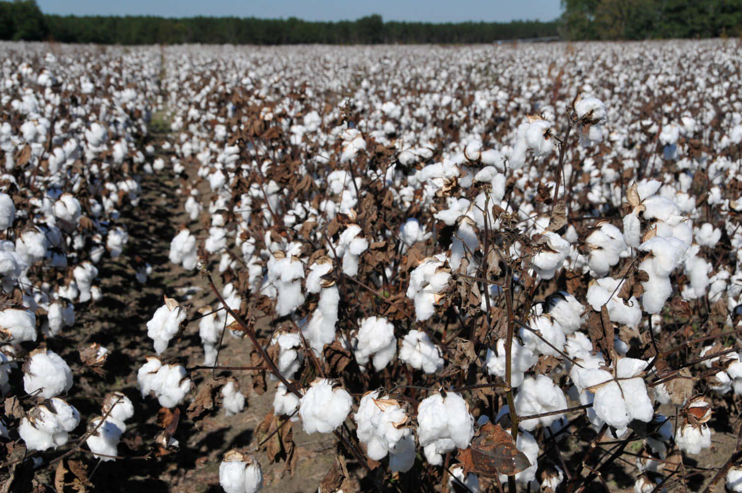 A Nature Lover's Dream - An Idyllic Cotton Field