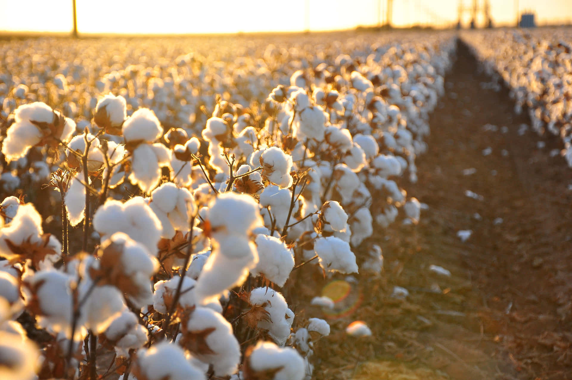 A scenic view of a cotton field during a beautiful sunset