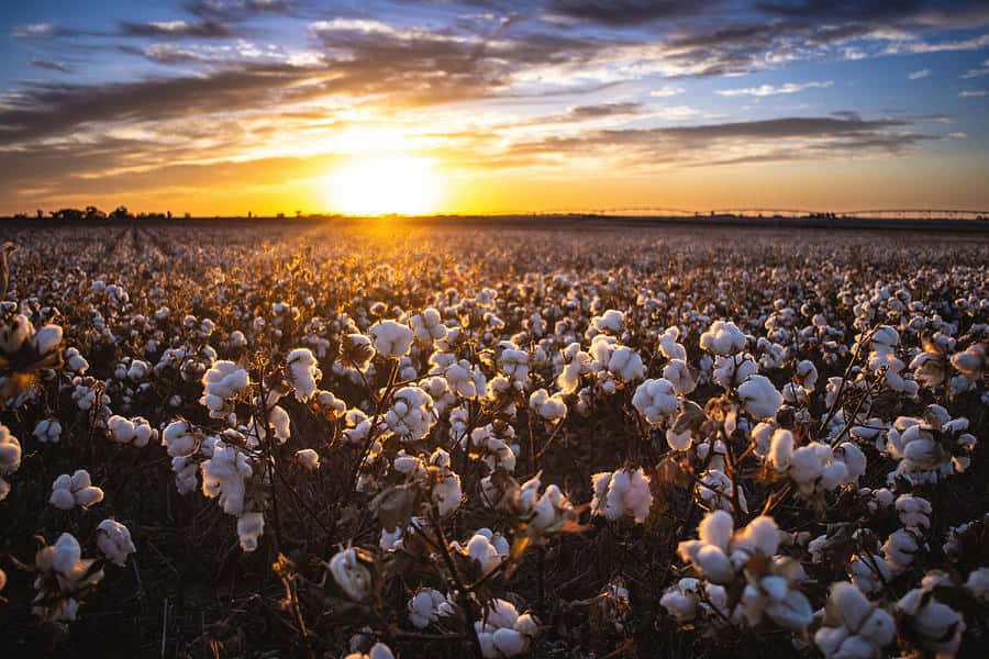 Take In the Splendid Beauty of a Serene Cotton Field