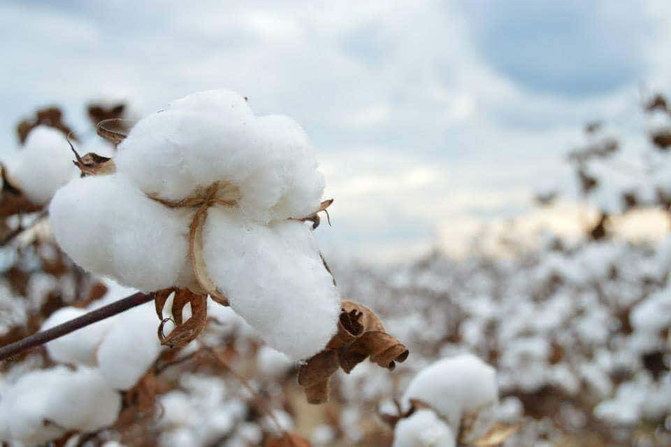 A peaceful cotton field view on a bright, sunny day