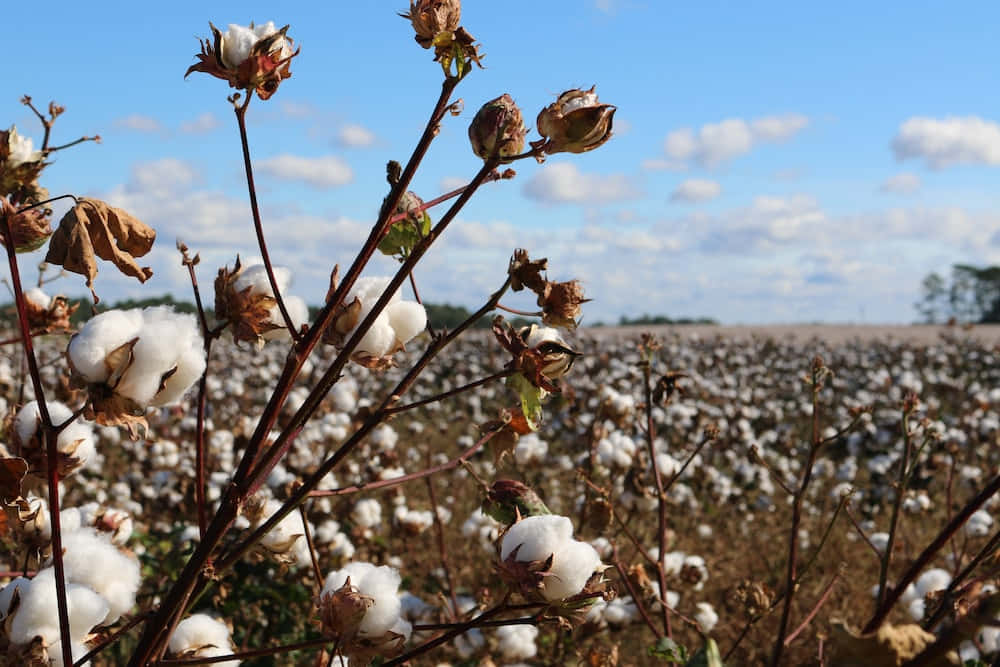 “Natures Breathtaking Beauty - A Cotton Field in Full Bloom”