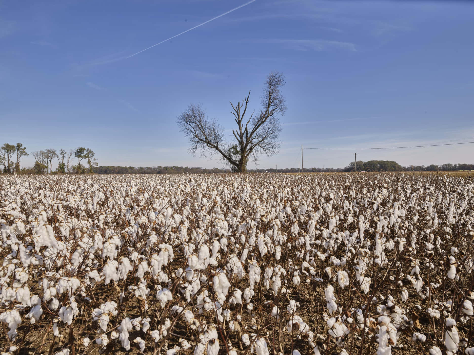 Cotton Field With A Tree