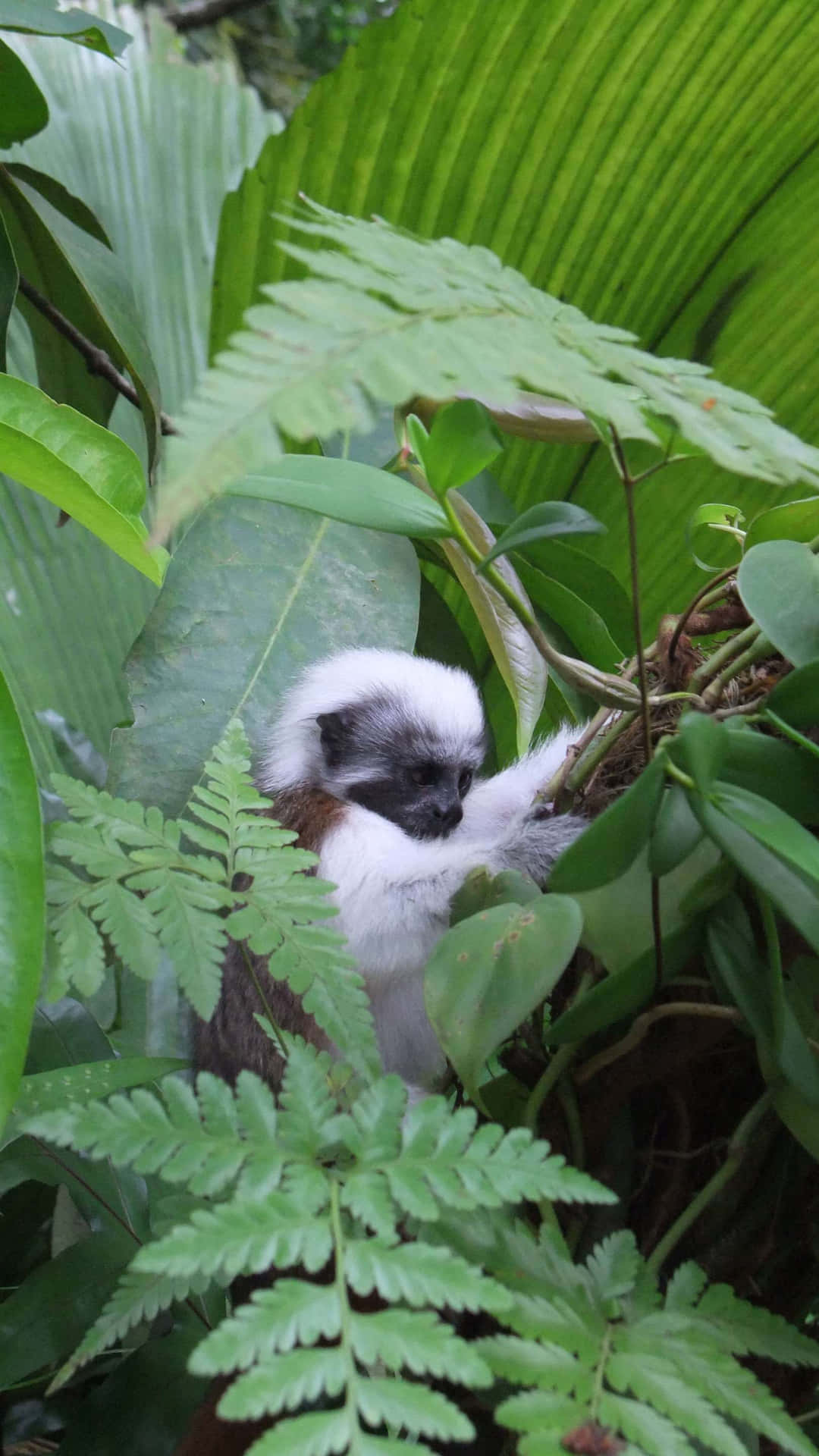 Cotton Top_ Tamarin_ Amidst_ Foliage_ Singapore_ Zoo.jpg Wallpaper