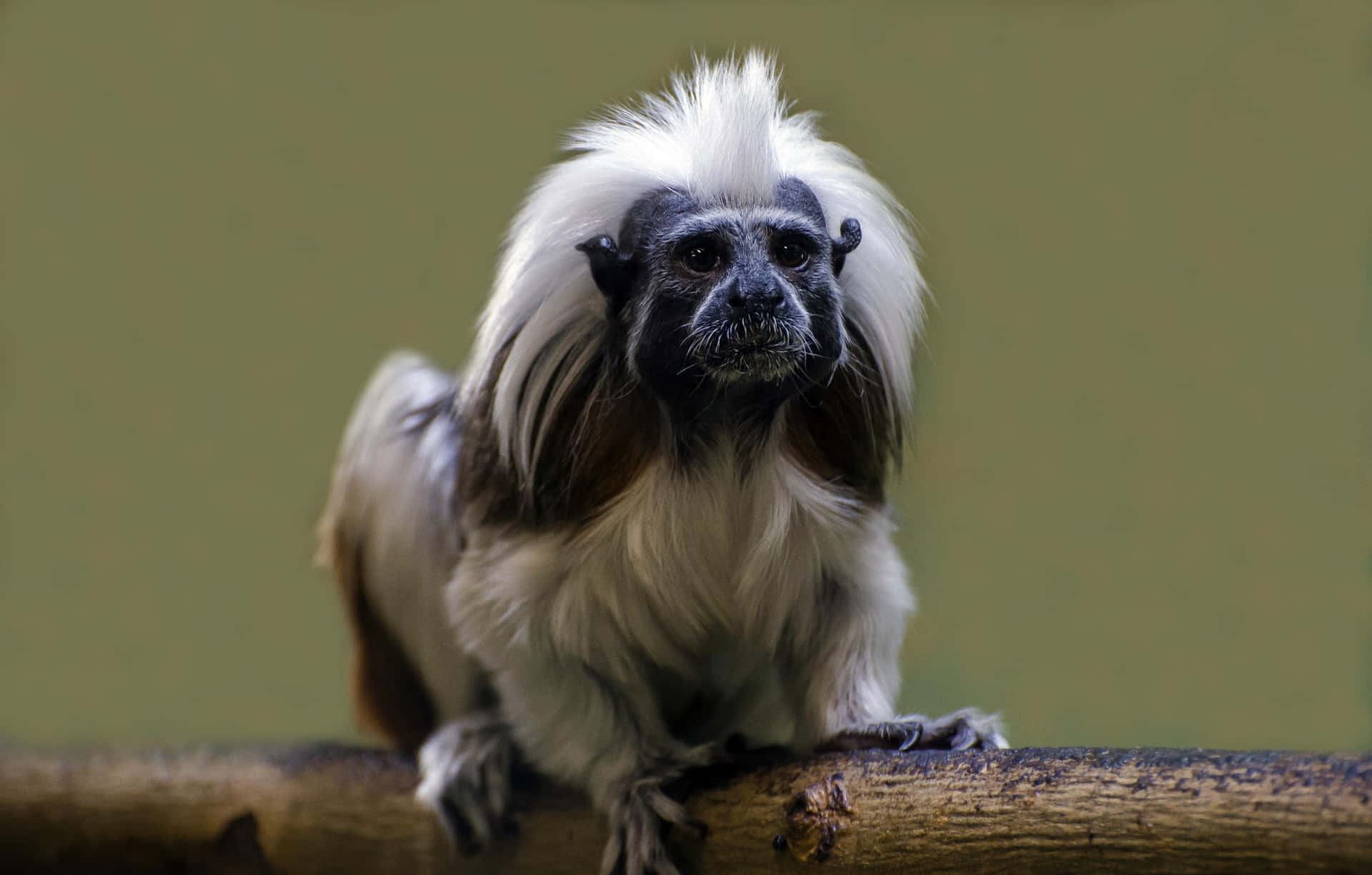 Cotton Top_ Tamarin_ Closeup Wallpaper