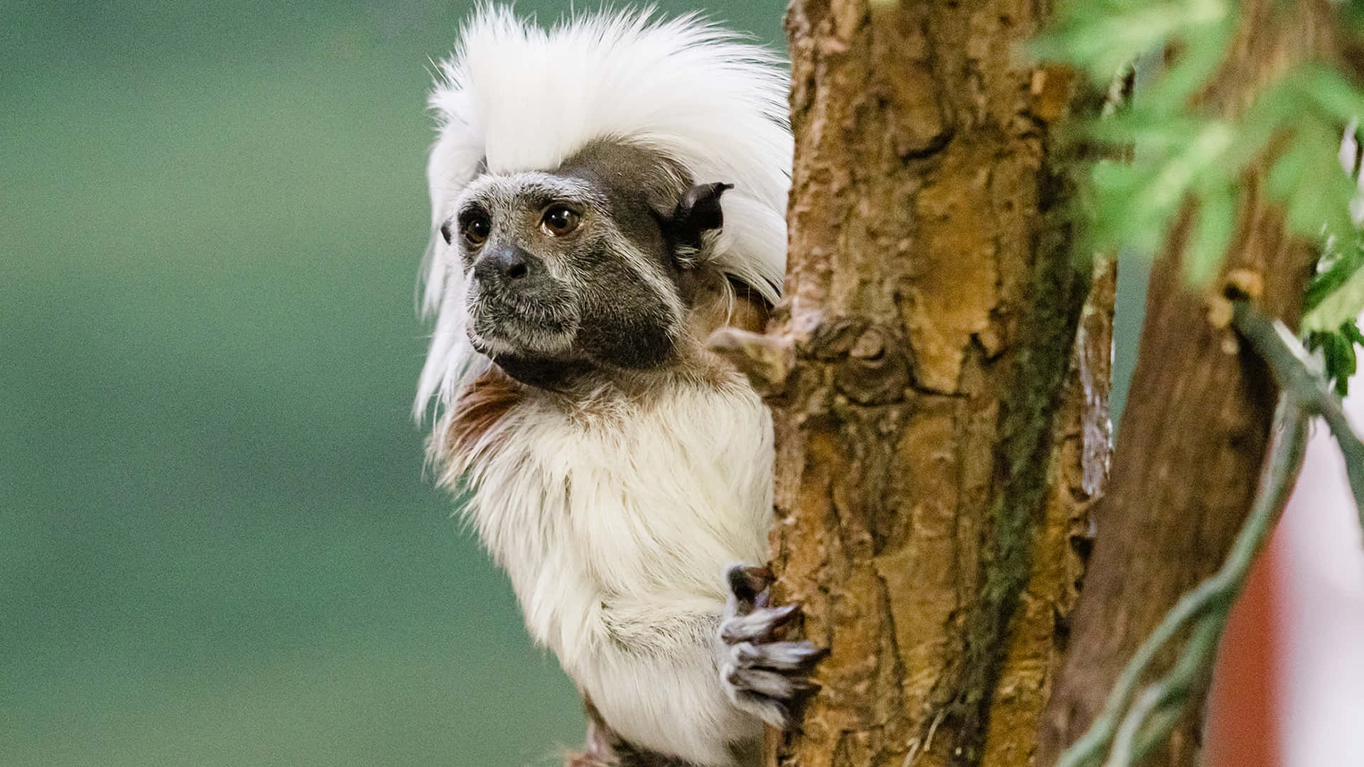 Cotton Top_ Tamarin_ In_ Tree.jpg Wallpaper