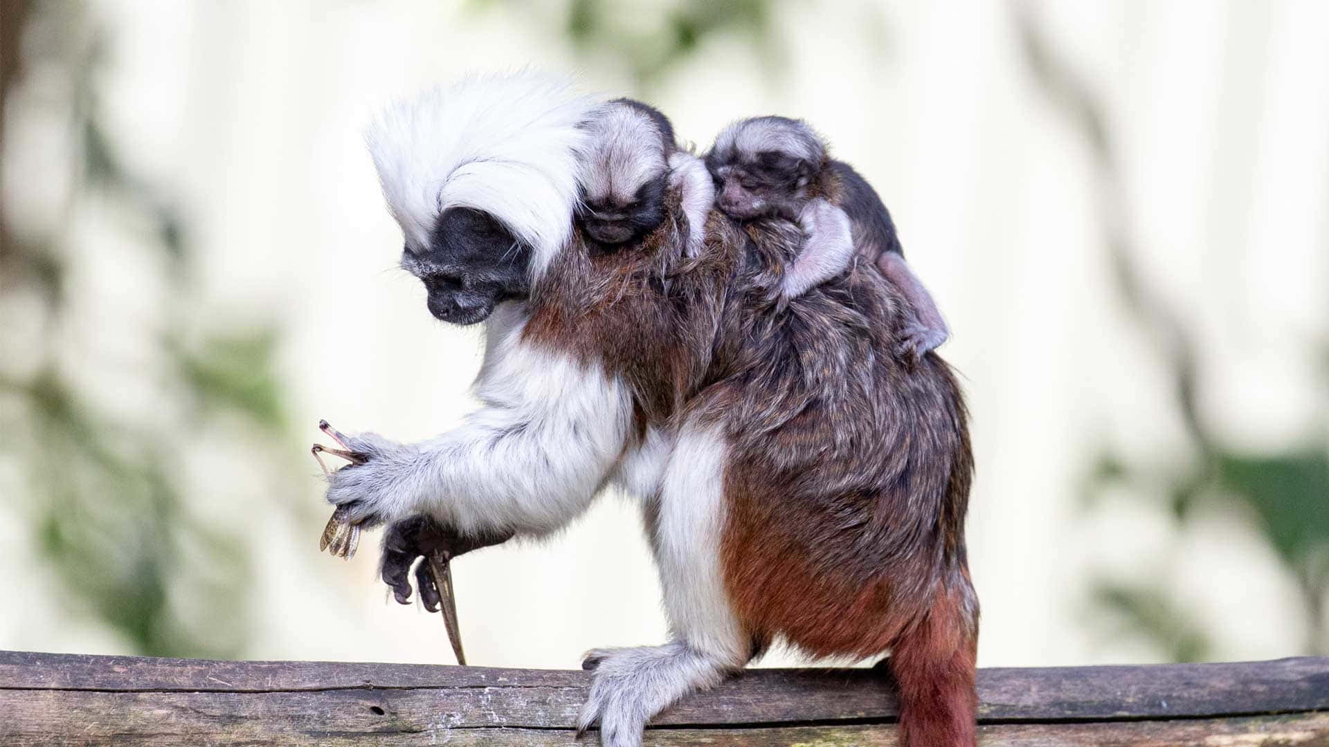 Cotton Top_ Tamarin_ Pair_ Grooming.jpg Wallpaper