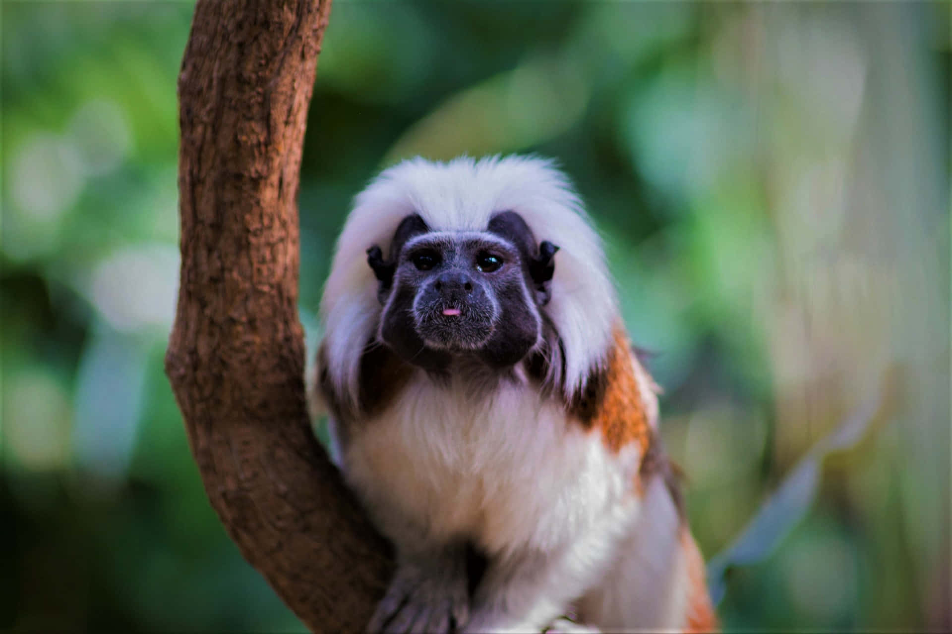 Cotton Top_ Tamarin_ Perched_on_ Branch.jpg Wallpaper