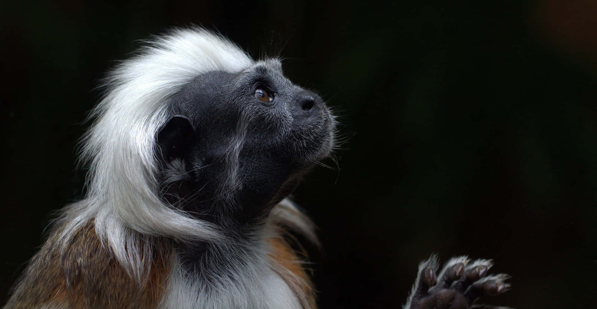 Cotton Top Tamarin Profiel Achtergrond