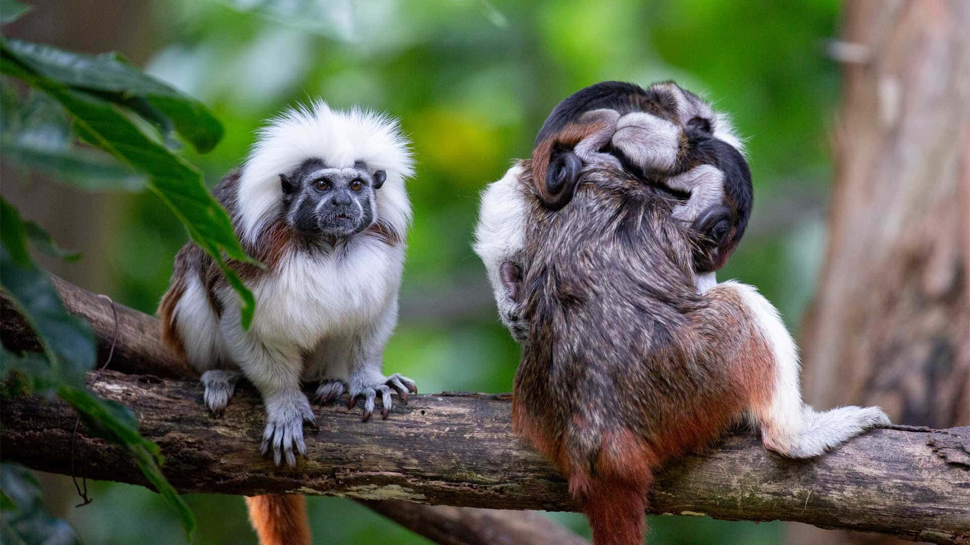 Cotton Top_ Tamarins_ Grooming Wallpaper