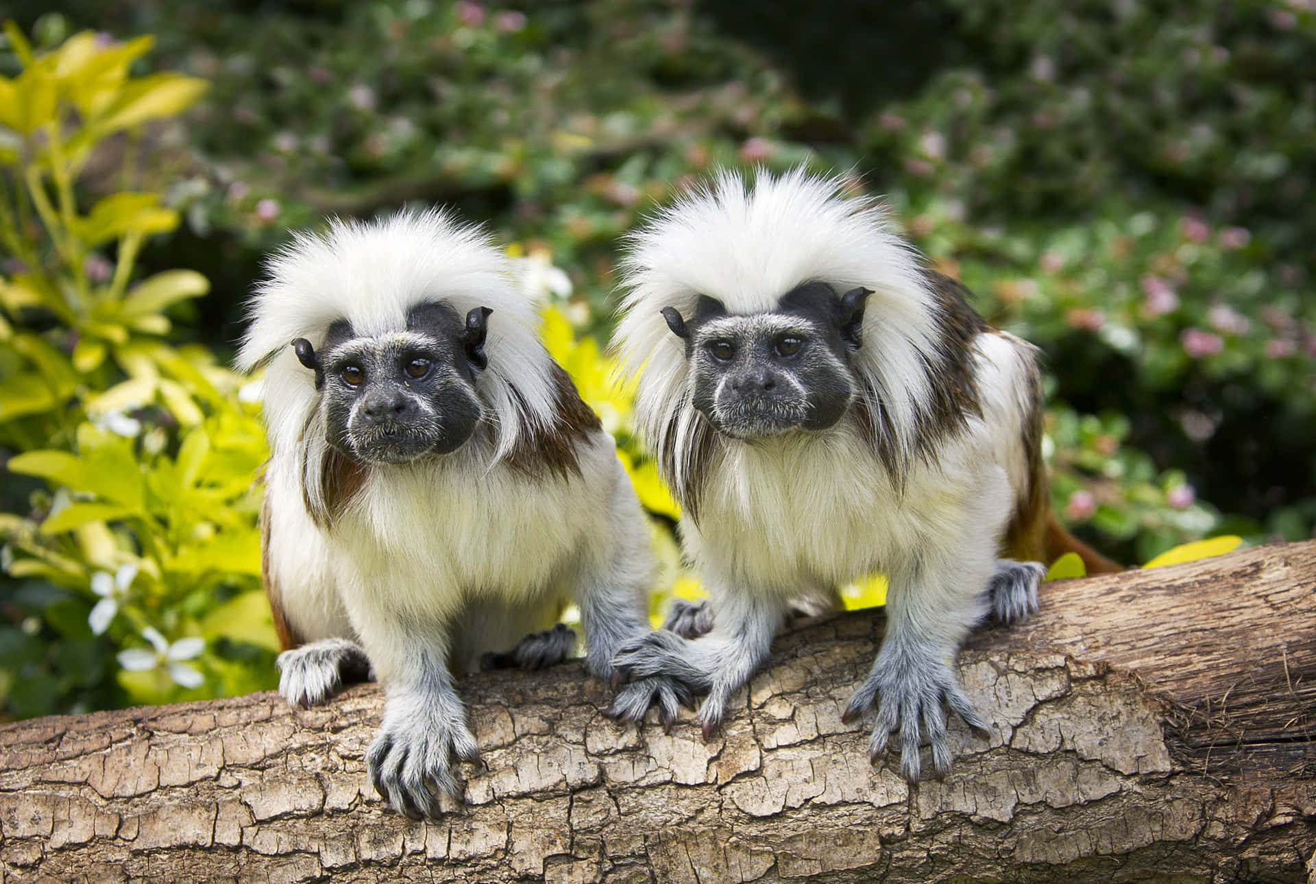 Cotton Top_ Tamarins_ On_ Branch.jpg Wallpaper