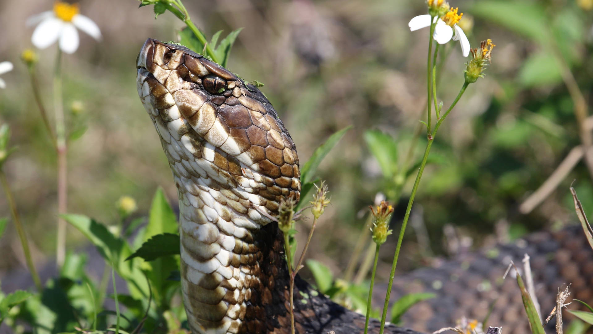 Cottonmouth Crawling In A Field Wallpaper