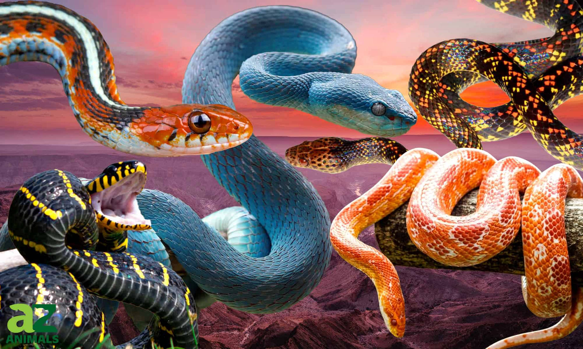 Cottonmouth Digital Collage Wallpaper