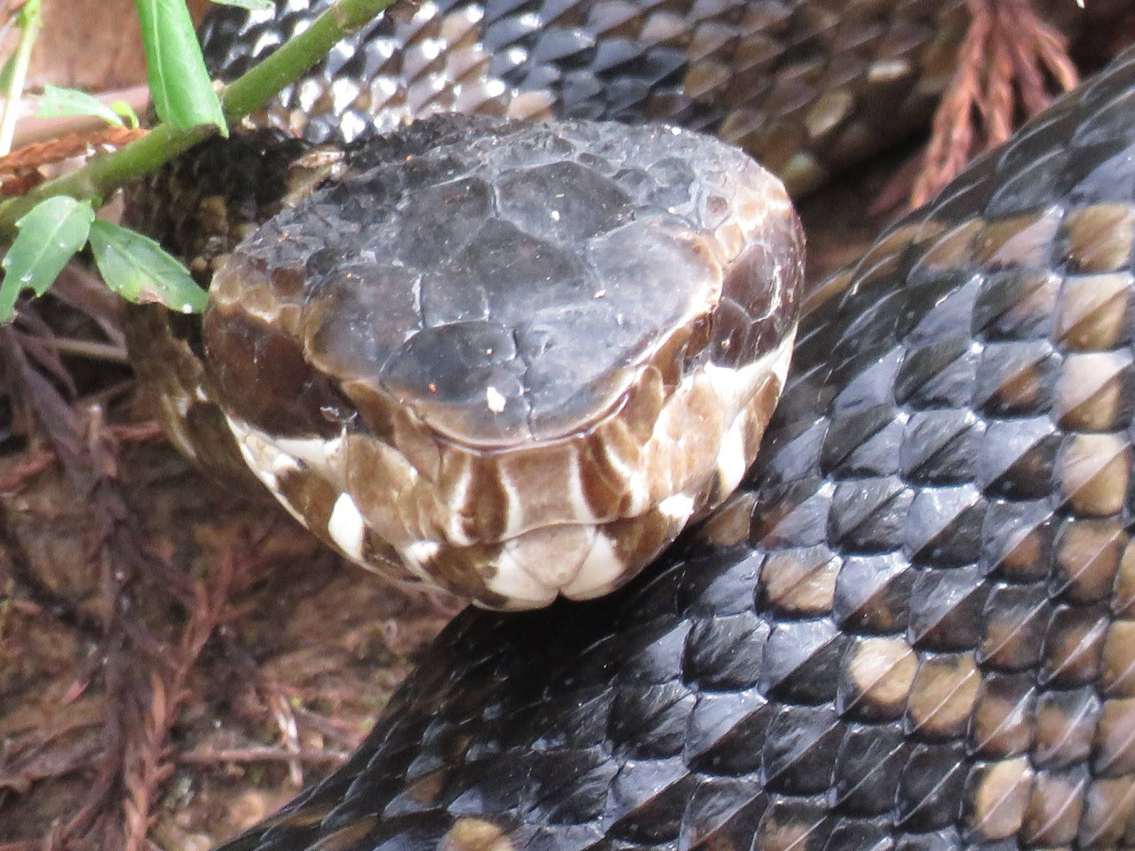 Cottonmouth Eyes Closed Background