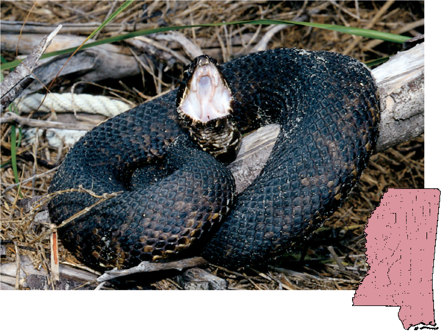 Cottonmouth Snake Defensive Posture PNG
