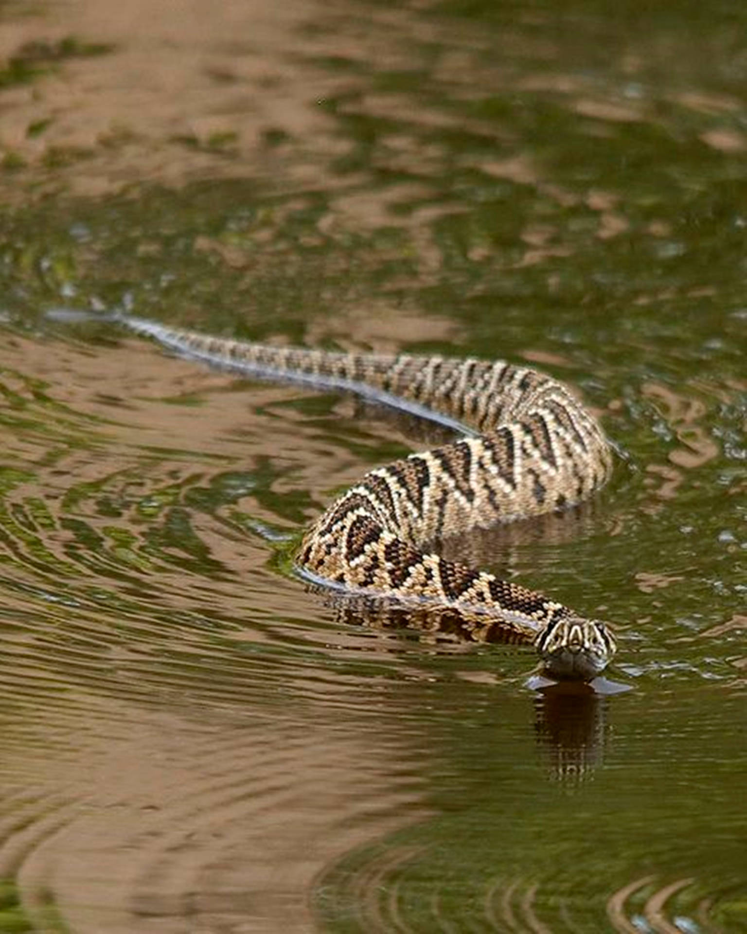 Cottonmouth Water Moccasin Swimming Wallpaper