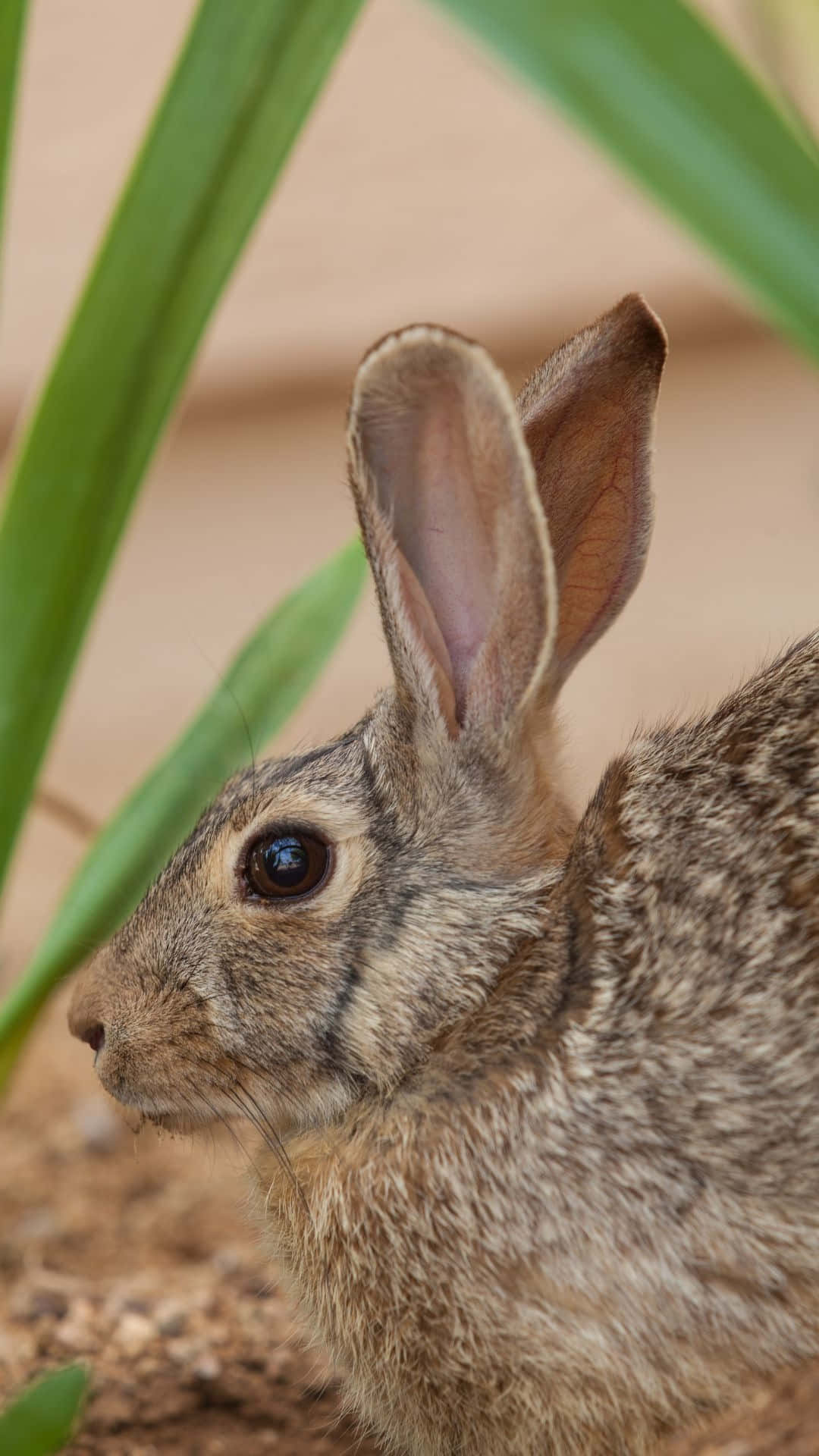 Cottontail Rabbit Closeup Wallpaper