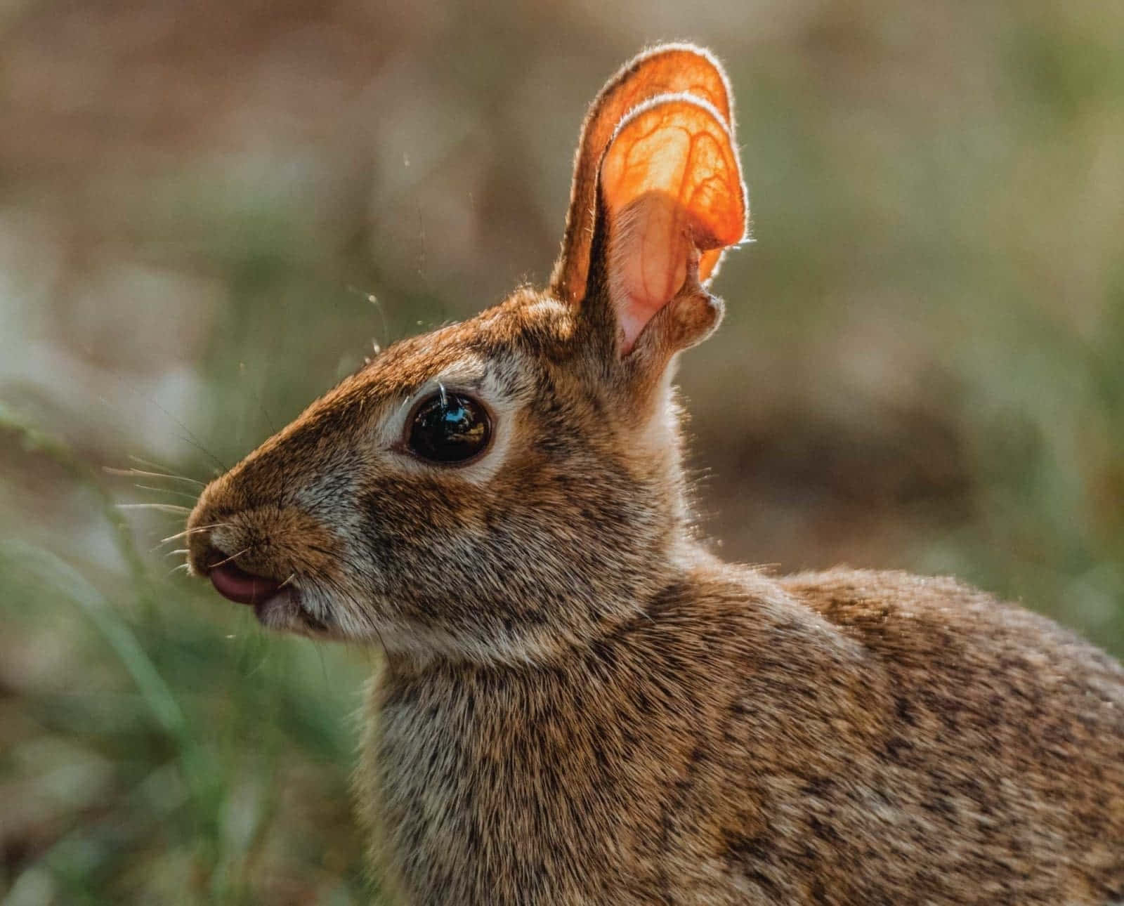 Cottontail Rabbit Sunlit Ear Wallpaper