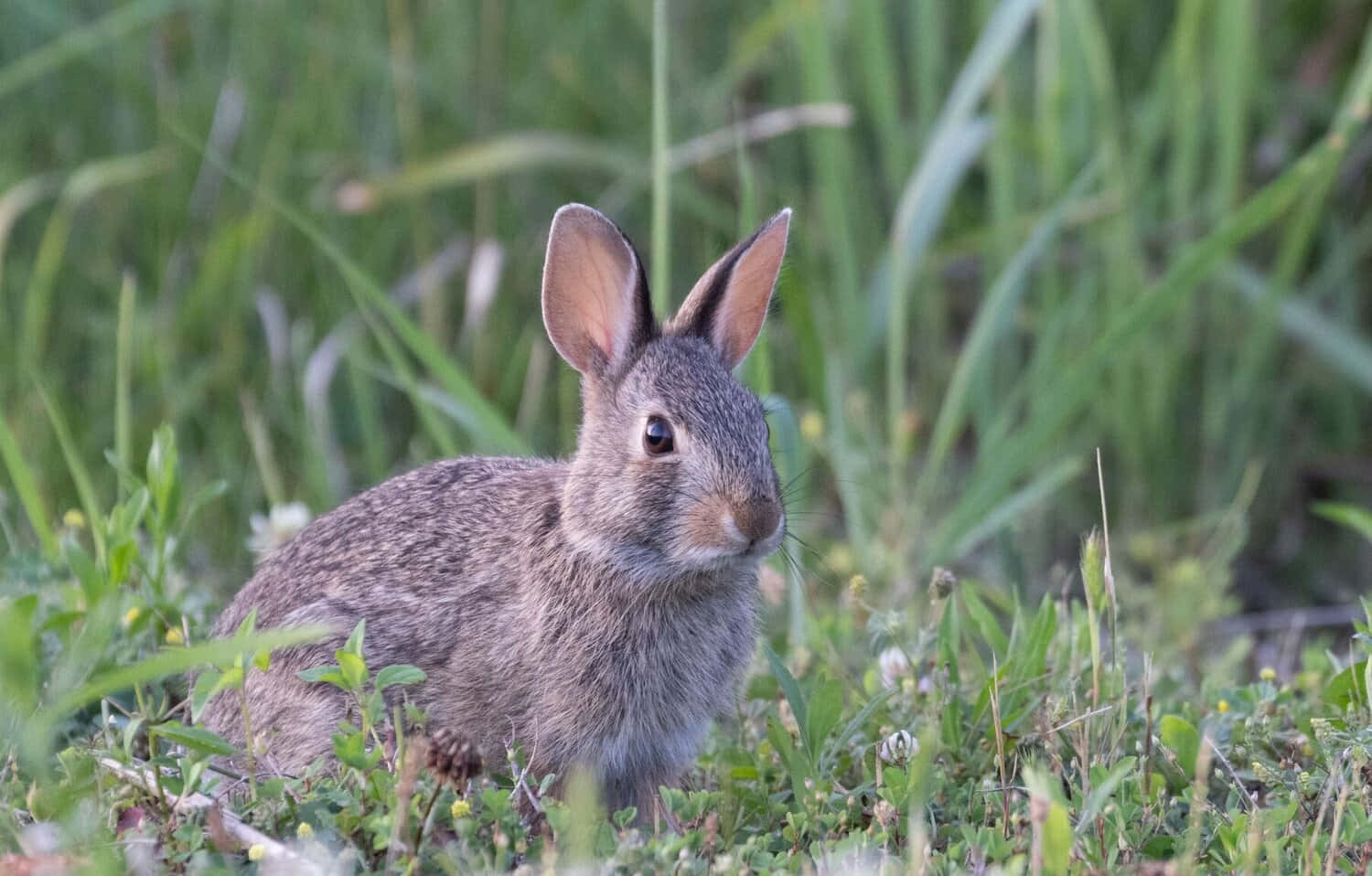 Cottontail Rabbitin Grass Wallpaper