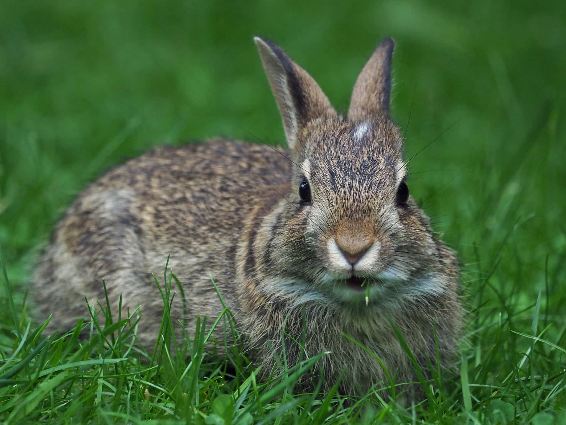 Cottontail Rabbitin Grass.jpg Wallpaper